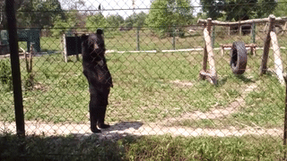 animaloversammy: browneyedbeas:   lostqueenlostqueen:   ayyyoooveeee:  sixpenceee:  Footage of these bears walking upright is so unsettling! (Source)  Um.  Fuck no.   I thought this was a guy with a fake bear head on    This low key creeped me out  