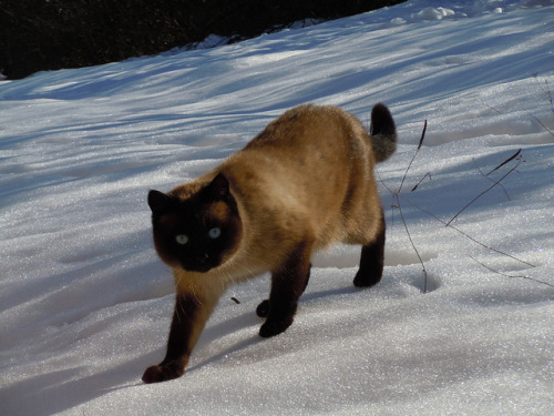 teapotsahoy:It’s a beautiful cat, but it’s the look of baffled outrage that makes it for me. 