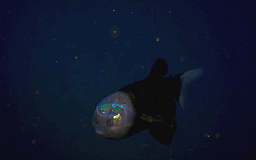 roscoewilde:  biscuitsarenice:  “Here in the Pacific, 200 metres down, we enter an alien world… This is barreleye a fish with a transparent head filled with jelly so that it can look up through its skull.” - Sir David Attenborough  Blue Planet