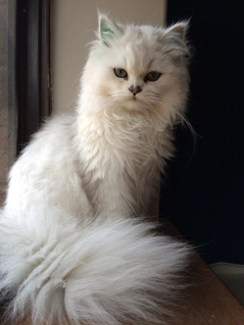 animalsdancing: Scruff ball is turning into a lady..