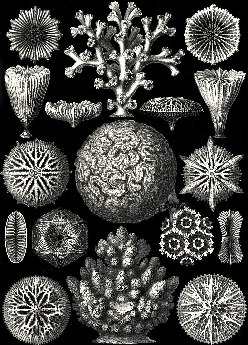 magictransistor:  Ernst Haeckel. Hexacoralla, Ascomycetes, Lichenes, Phaeodaria,