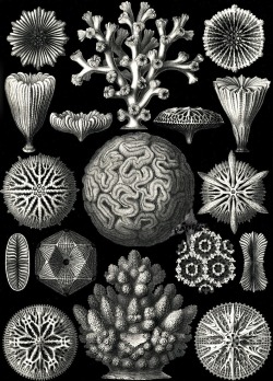 magictransistor:  Ernst Haeckel. Hexacoralla, Ascomycetes, Lichenes, Phaeodaria, Ophiodea, Spumellaria, Basimycetes, Diatomea, Amphoridea. Kunstformen der Natur (Art Forms in Nature). 1899-1904.