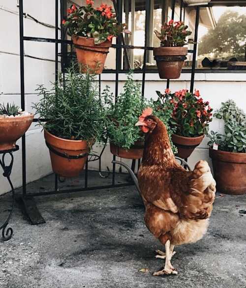 thnksfrthmania:~Portrait of a Hen