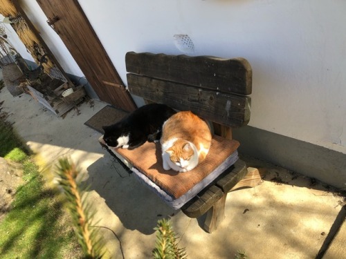 drosenkatzen: Die ersten Sonnenstrahlen werden sofort ausgenutzt