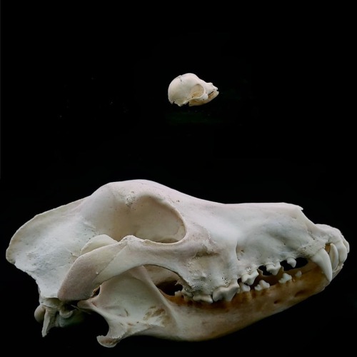 blackbackedjackal: The largest and smallest dog skulls in my collection, a stillborn Maltese pup, an