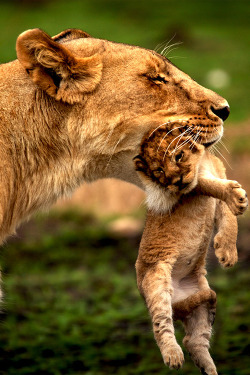 vurtual:  Lion Cub (by Rahul Matthan)