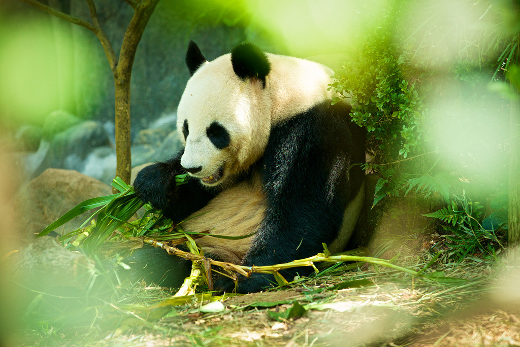 giantpandaphotos:  Jia Jia at River Safari Park in Singapore on June 7, 2013. ©