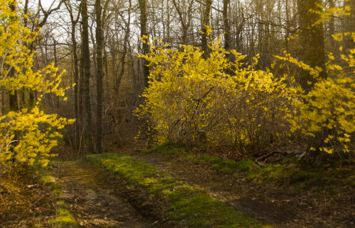 iseultsdream:April 2013 - after the rain -late day sun on the forsythias, at the point where my dirt
