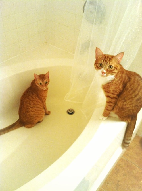 i-justreally-like-cats-okay: Morty (big guy in the tub) and Oliver (the little Burmese on the ledge)