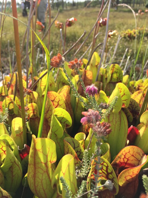 Sarracenia purpurea introduced and thriving in the bogs in Great Britain.