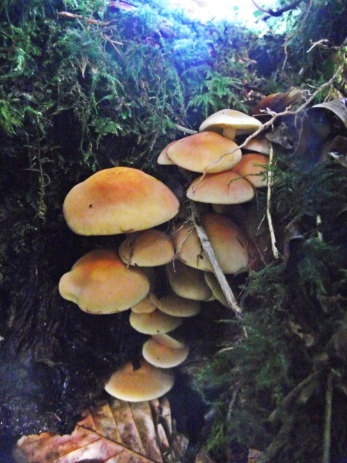 mycosprite