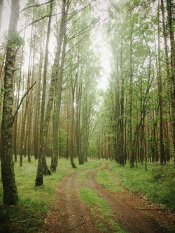 moody-nature:  forest path // By Darek Drapala