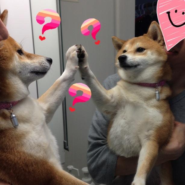 yungshibainu:  im in love 