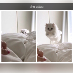 justcatposts:  More cat snaps