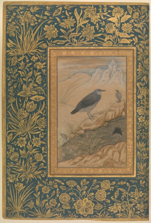 &ldquo;Diving Dipper and Other Birds&rdquo;, Folio from the Shah Jahan Album by Mansur via I