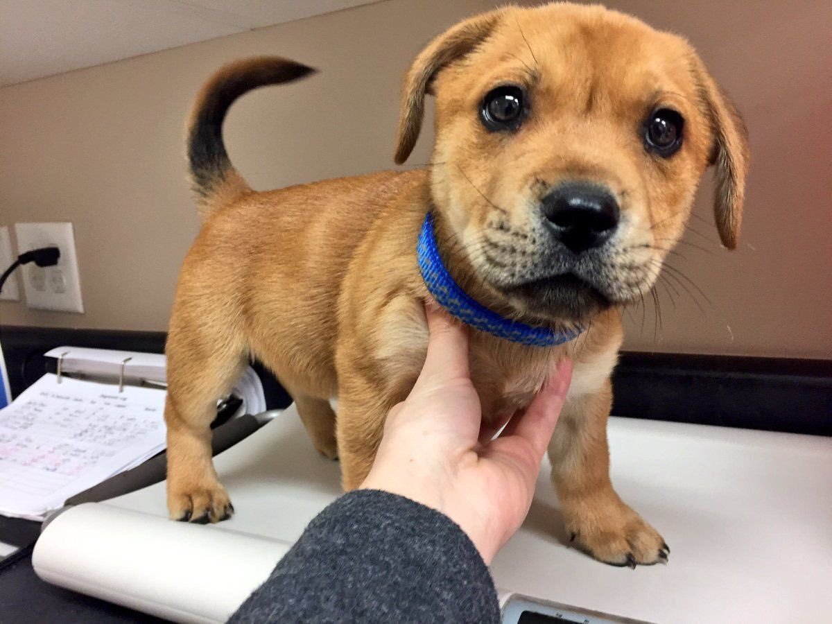 babyanimalgifs:  OHMYGOD HE’S SO CUTE