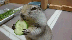 sizvideos:  Too Cute Squirrel Eats Cucumber - Video 