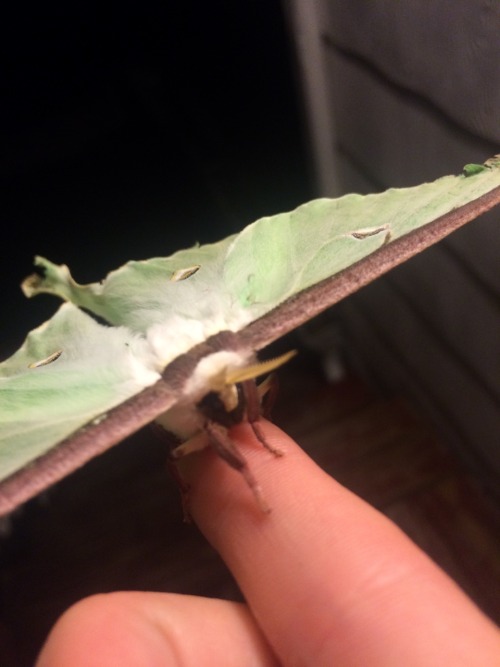 archon-of-flame:I MADE A FRIEND BUT IT WONT GET OFF OF MY FACE. SEND HELP.MOFF FRIEND