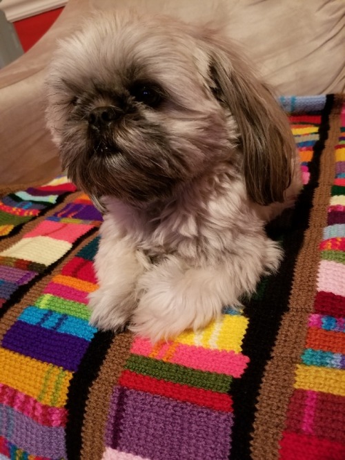 teashopcrafts: It’s done!  One Bookshelf Blanket, which my dog apparently has decided shall belong t