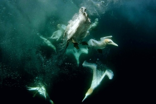 Gannets underwater searching for fish