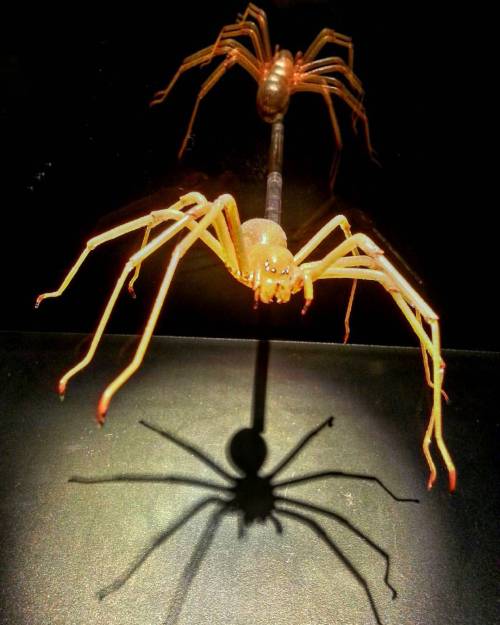 vedhead: Spiderloves #Spiders #GeekOut #CaveDwellers #AMNH #NYC #AmericanMuseumOfNaturalHistory