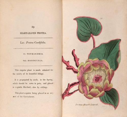A few more botanical illustrations taken from ‘Fifty Plates of Green-house Plants’ by Henrietta Mari