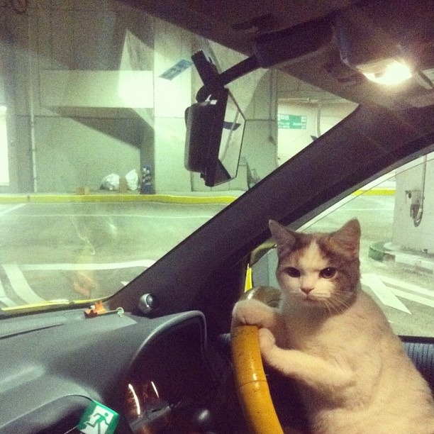 Get in the car, right meow!