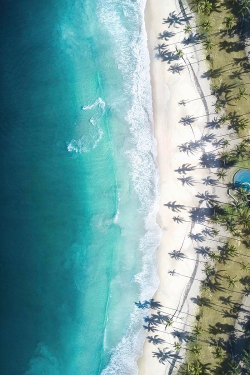 apodyoopsis - bythemarina - alecsgrg - The Bahamas | ( by Gab...