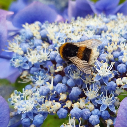 vincent-gan-vogh:There were bees on my Hydrangea on sunday ☀️
