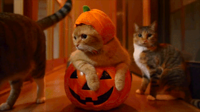 happy halloween gifs | Tumblr
