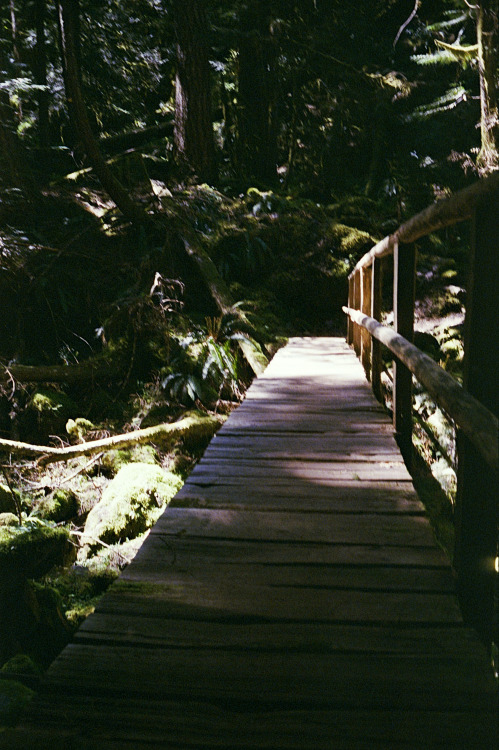 the69thdimension: Sinking deep into the forest… Kodak Pro 400 // Leica M5 