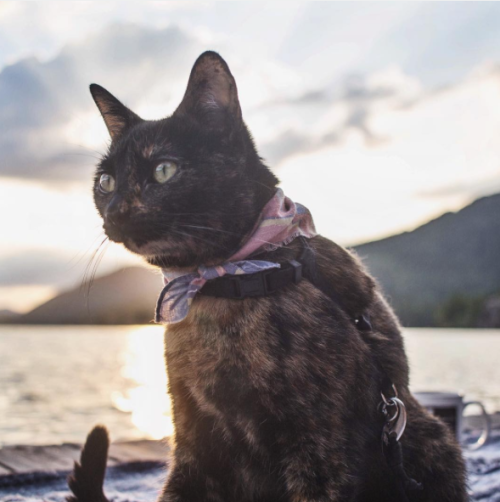 thearcalian: catsbeaversandducks: Eevee The Adventure Cat Photos by ©whiskered_away @mostlycats