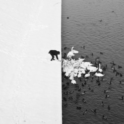 9Gag:  Gorgeous Black And White Pic Of A Man Feeding Birds In Krakow 