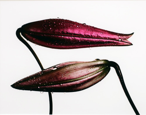 Irving Penn at Pace GalleryIrving Penn coined the term ‘Photographism’ to describe his s