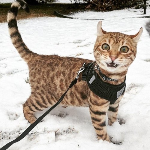 atraversso:Cats and snow don’t mix