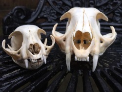 roadkillandcrows:  Domestic cat and bobcat skull.