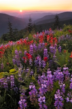 wonderous-world:  Washington, United States