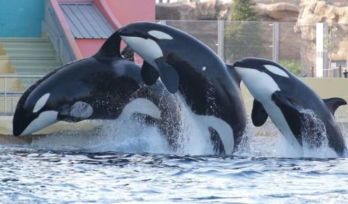 Gender: MalePod: N/APlace of Capture: Born at Marineland Antibes, FranceDate of Capture: Born Februa