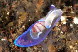 snailchimera:  ftcreature:  Minature Melo: a Snail Made of Starlight his is a bubble snail known as a Miniature Melo (Micromelo undata) which shares the same class (Gastropoda) as the nudibranchs. In the light, its shimmery body looks like its made