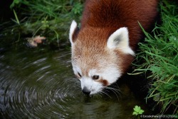 brookshawphotography:  A thirsty Red Panda… 