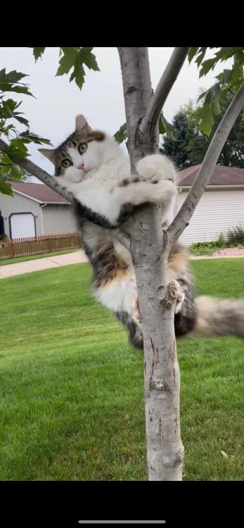 supermodelcats:He will climb anything at