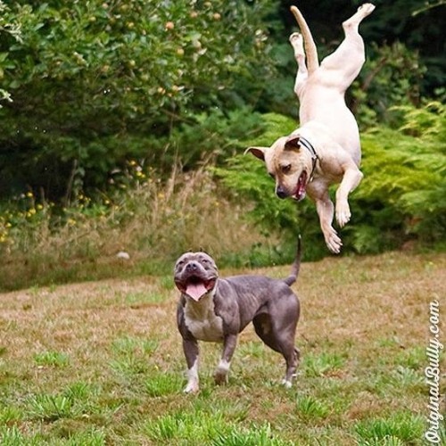 Happy #leapday from @originalbully &amp; @thebullybunch !  www.instagram.com/p/B9KJz2hDV