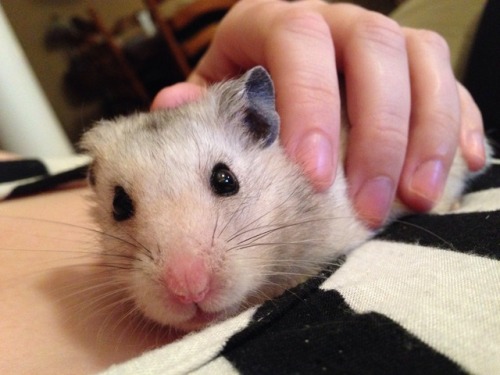 My hamster is the world’s biggest snugglebutt :)