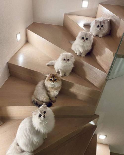 persian cats