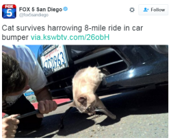 kingjaffejoffer: SANTEE, Calif. – A cat probably saw several of its nine lives pass before its eyes during the eight mile drive, county officials said. A woman driving in the Mission Gorge area Wednesday was flagged down by another driver.  She pulled