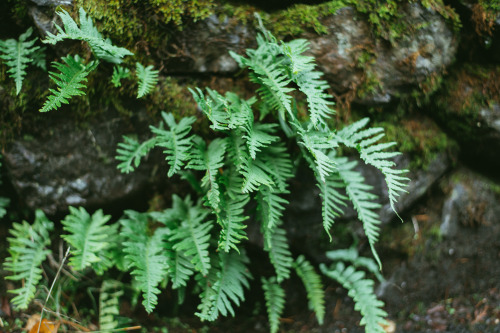 greenmountainwitch:  Ferns