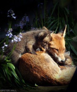 tulipnight:  Vixen & Pup by peterphotographic