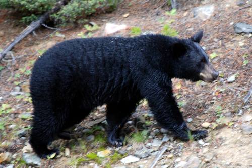 A teddy bear success storyIn 1902, president Teddy Roosevelt was on a hunting trip in Mississippi. H