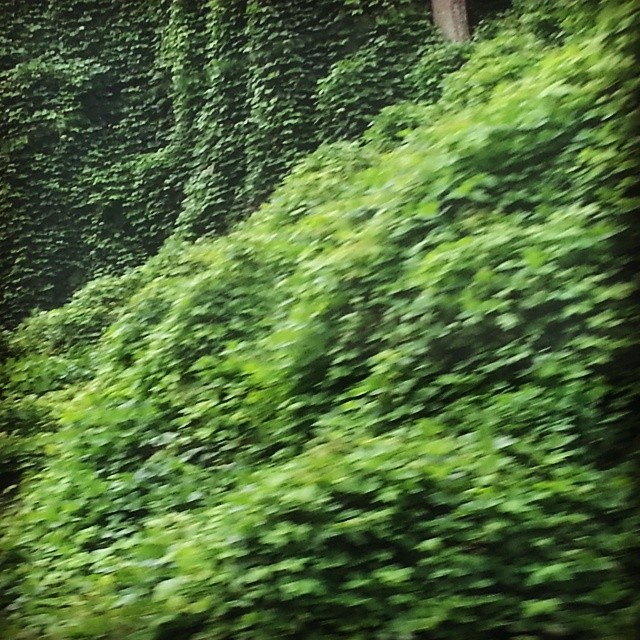 #kudzu chokes out the hills around #wise #Virginia