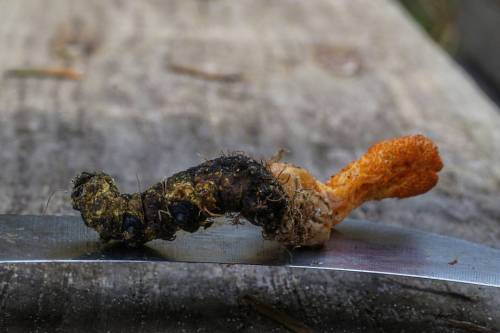 Puppe-snyltekølle Lat: Cordyceps militaris #mushroomspotting#mushroomhunting#danishmushrooms#fungi#d